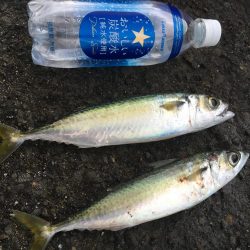 ジグサビキでアジとサバ